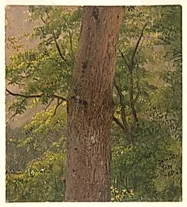 Tree Trunk, Jamaica by Frederic Edwin Church, American, 1826–1900