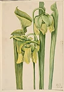 Trumpetleaf (Sarracenia flava) by Mary Vaux Walcott