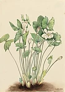 Twinleaf (Jeffersonia diphylla) by Mary Vaux Walcott