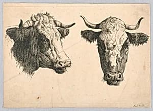 Two Cow Heads by Paulus Potter, Dutch, 1625 - 1654