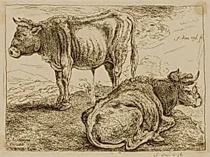 Two Oxen by J. Den Uyl