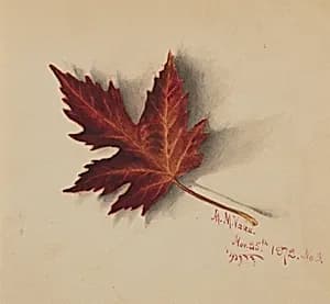 Untitled (Autumn Leaf) by Mary Vaux Walcott