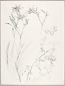 Untitled (Botanical Study) by George Elbert Burr