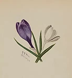 Untitled (Crocuses) by Mary Vaux Walcott