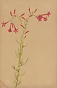 Untitled--Flower Study by Mary Vaux Walcott
