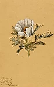 (Untitled) (Flower Study) by Mary Vaux Walcott
