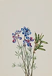Untitled--Flower Study by Mary Vaux Walcott