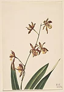 Untitled (Flower Study) by Mary Vaux Walcott