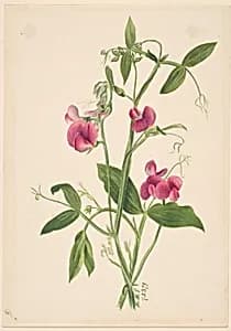 (Untitled--Flower Study) by Mary Vaux Walcott