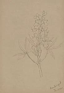 (Untitled--Flower Study) by Mary Vaux Walcott