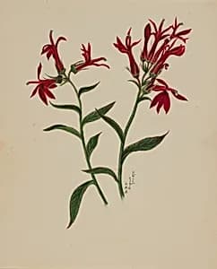 (Untitled--Flower Study) by Mary Vaux Walcott