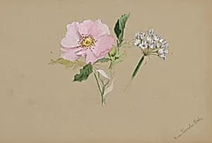 (Untitled--Flower Study) by Mary Vaux Walcott