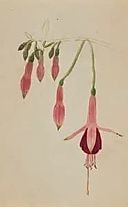 (Untitled--Flower Study) by Mary Vaux Walcott