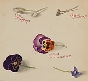 (Untitled--Flower Study) by Mary Vaux Walcott