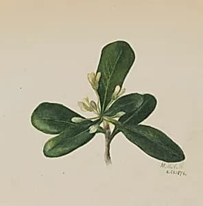 (Untitled--Flower Study) by Mary Vaux Walcott