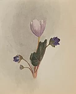 (Untitled--Flower Study) by Mary Vaux Walcott