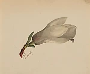 (Untitled--Flower Study) by Mary Vaux Walcott