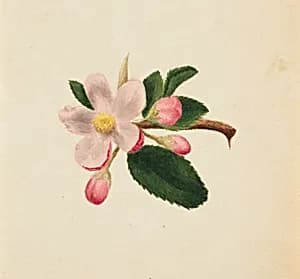 (Untitled--Flower Study) by Mary Vaux Walcott