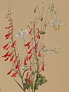 Untitled--Flower Study by Mary Vaux Walcott