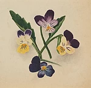 Untitled (Pansies) by Mary Vaux Walcott