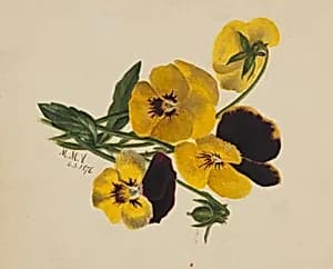 Untitled (Pansies) by Mary Vaux Walcott