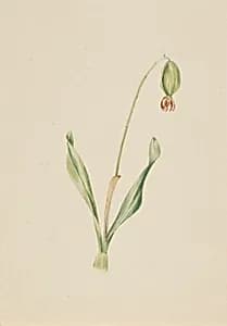 (Untitled) (Plant Study) by Mary Vaux Walcott