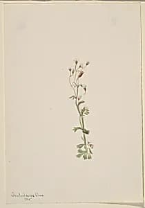 Untitled--Plant Study by Mary Vaux Walcott