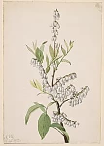 Untitled--Plant Study by Mary Vaux Walcott