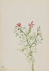 Untitled--Plant Study by Mary Vaux Walcott