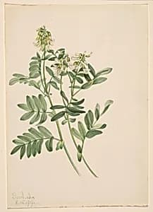 Untitled--Plant Study by Mary Vaux Walcott