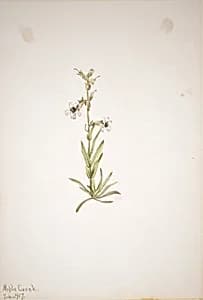 (Untitled--Plant Study) by Mary Vaux Walcott
