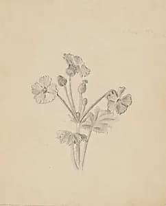 (Untitled--Plant Study) by Mary Vaux Walcott