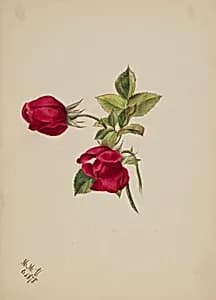 (Untitled--Rose) by Mary Vaux Walcott
