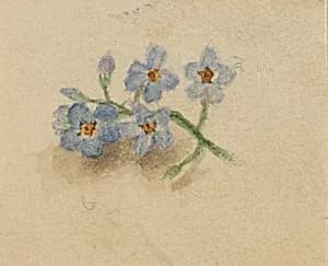 (Untitled) by Mary Vaux Walcott
