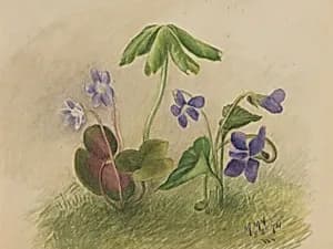 Untitled by Mary Vaux Walcott