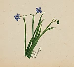 (Untitled) by Mary Vaux Walcott