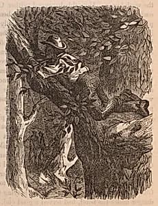 Up a Tree by FOY, active 1870s