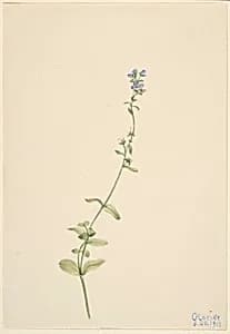 Veronica serpyllifolia by Mary Vaux Walcott
