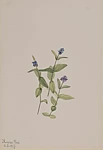 Veronica wormskjoldii by Mary Vaux Walcott