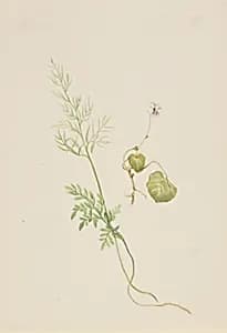 Viola palustris by Mary Vaux Walcott