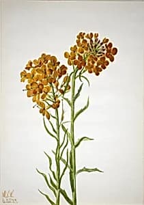 Wallflower (Erysimum wheeleri) by Mary Vaux Walcott