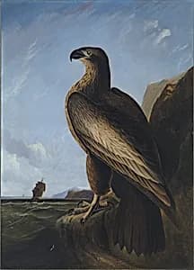 Washington Sea Eagle by John James Audubon