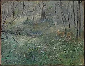 Wild Parsley