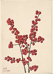 Winterberry (Ilex verticillata) by Mary Vaux Walcott
