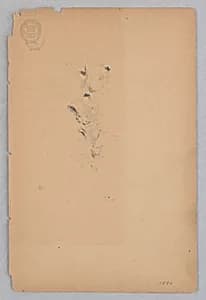 Woman by Robert Frederick Blum, American, 1857–1903