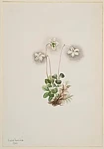Wood-Nymph (Moneses uniflora) by Mary Vaux Walcott