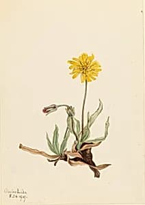 Woolly Agoseris (Agoseris villosa) by Mary Vaux Walcott
