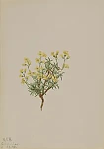 Yellow Willow Grass by Mary Vaux Walcott