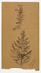 Young Pines by Daniel Huntington, American, 1816–1906