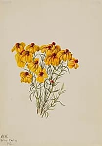 Zinnia (Zinnia grandiflora) by Mary Vaux Walcott